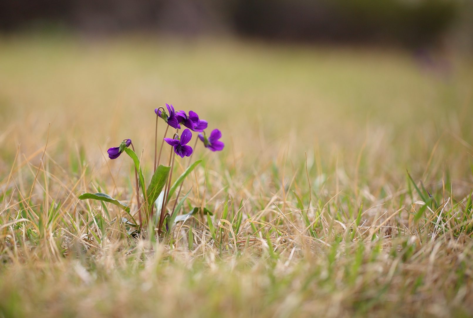 Consider the Flower