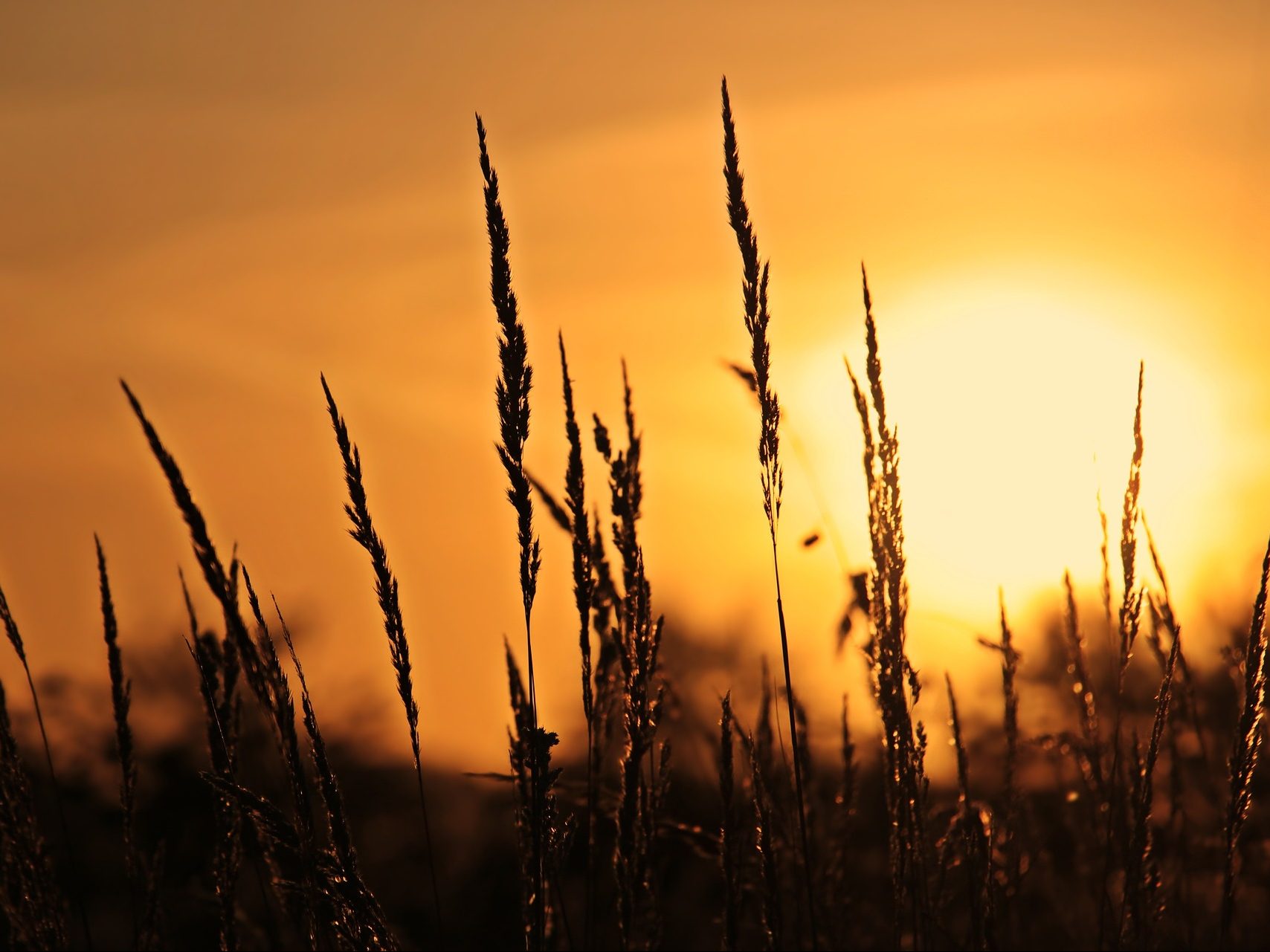 Sun on Wheat