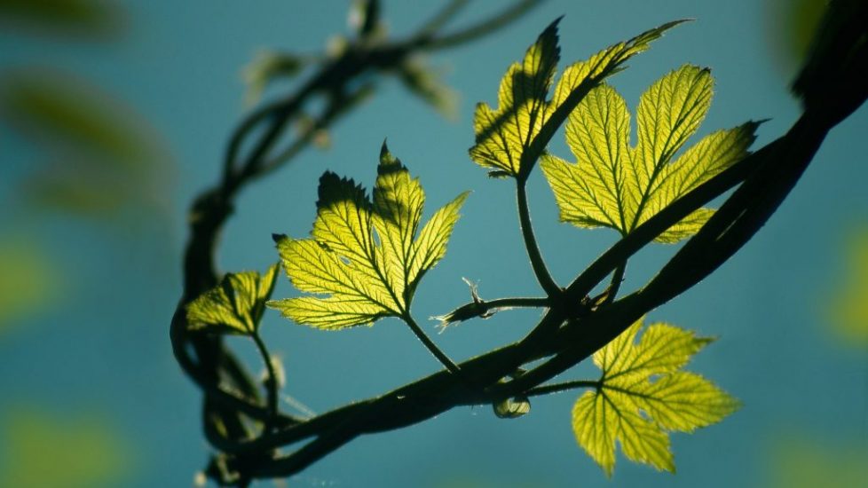 Crown of Leaves